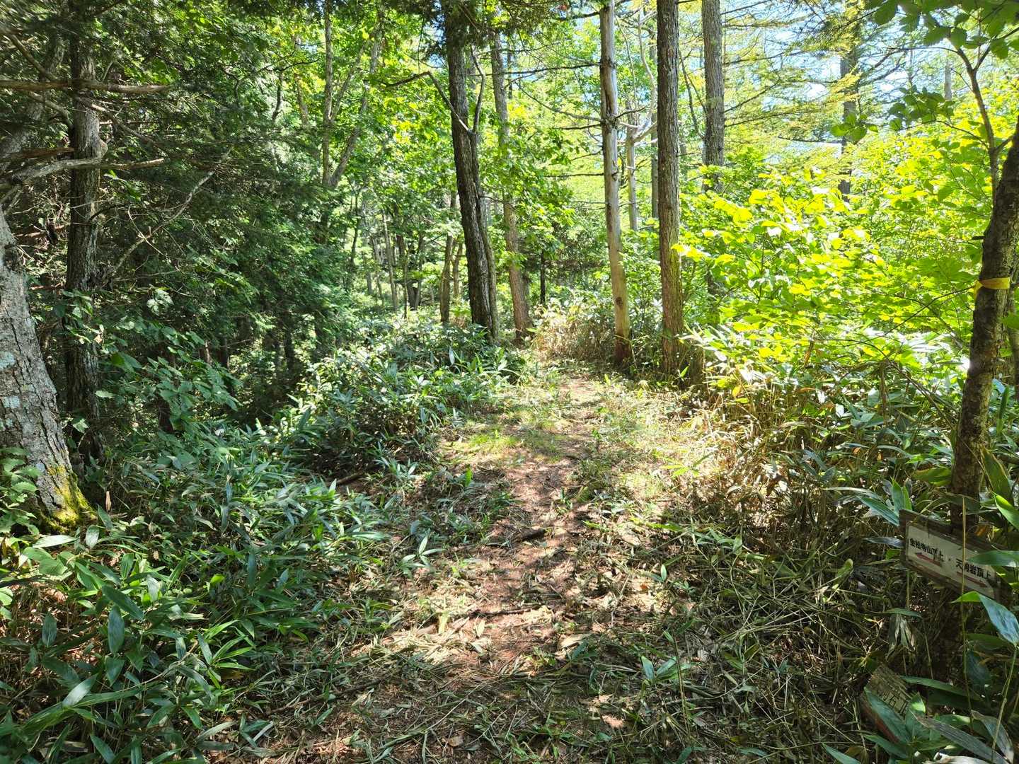 金松寺山の巻き道の分岐。
↖️左　巻き道
↑直進　金松寺山山頂
ここの分岐は分かりにくいです。右の小さな標識は見落としがちだし、左の巻き道は笹が繁っていて道が不明瞭。