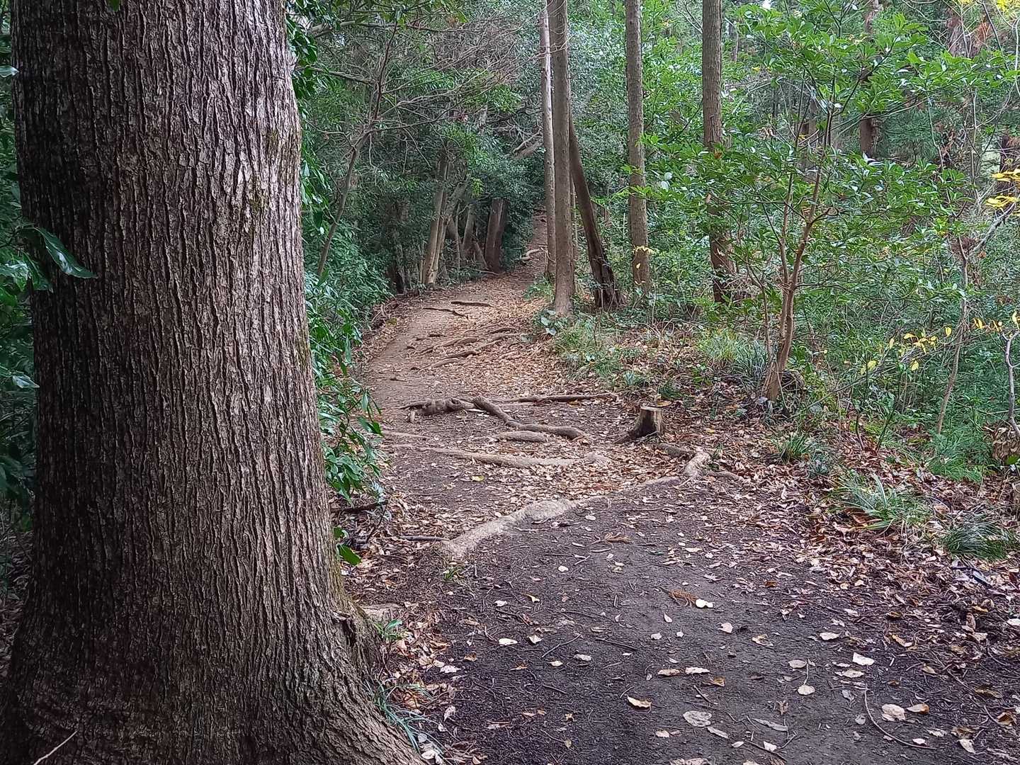 立花山への尾根道