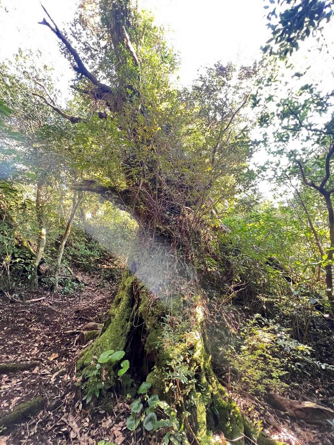 虚がある巨木