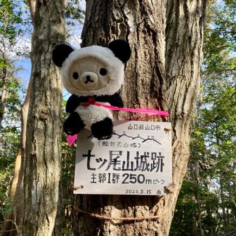 七ッ尾山 城跡…⛰️

輪郭式山城、らしい…🏯
この後、別ルートでショートカットして下山…💇‍♀️