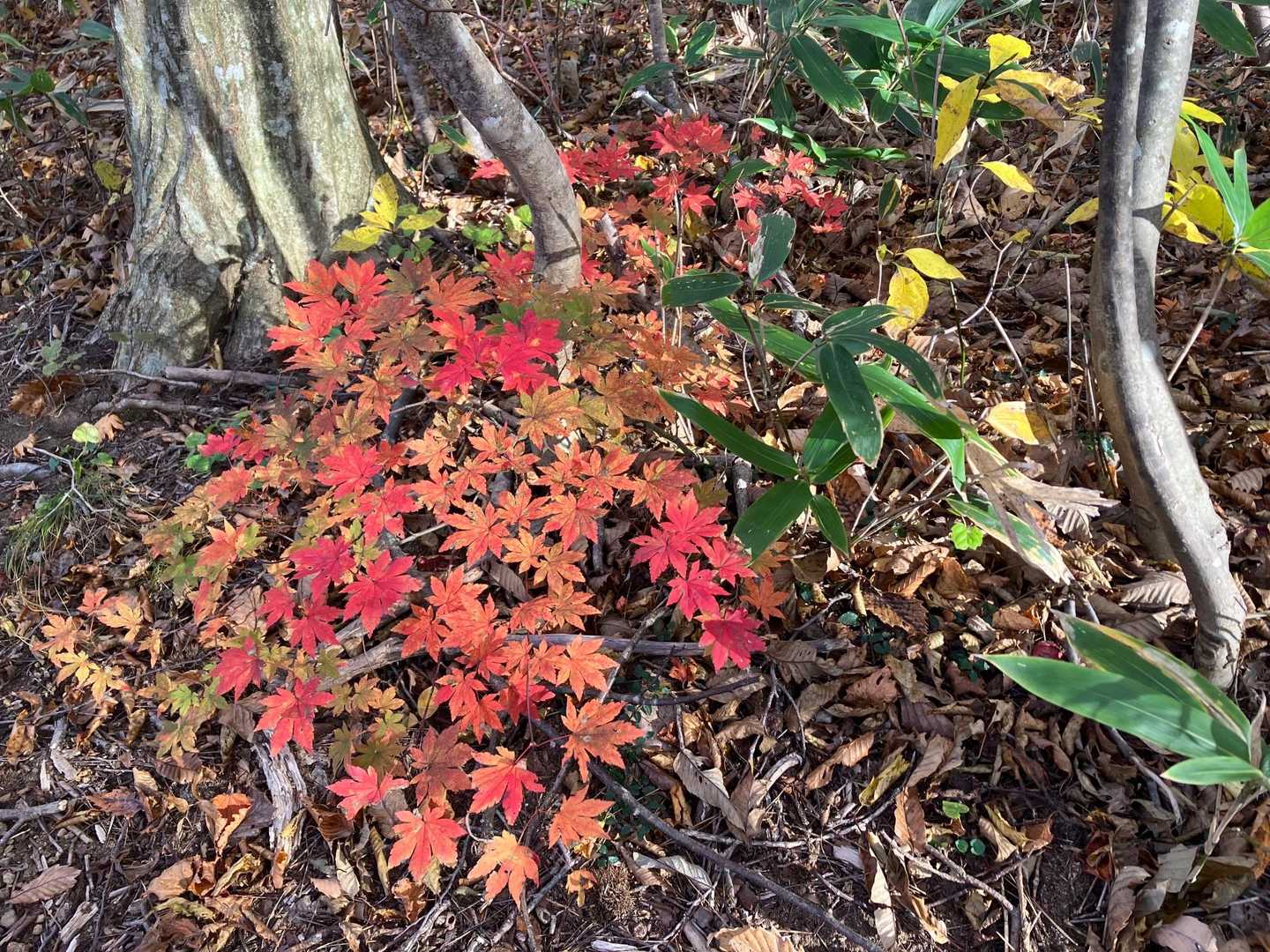 足元にも可愛い紅葉🍁が