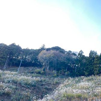 子滝が見当たらず登山口に着いちゃった💦
出発時に滝の位置看板を撮った事をすっかり忘れている上に夫滝、女滝、子滝の順であると思い込んでしまった😫
思い込みダメ、ちゃんとよく見ろと自分に言いたい🥺