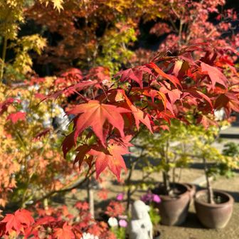 今回の目標の40㎞を無事に歩くことができました😊🙌

目標時速を決めて、いけるところまではその速度をキープしようと思いながら歩き、無事に歩けました😊🙌
だけど、最後は体力なくクタクタ😵‍💫💦
最後まで歩けるように、どうすればいいか考え直しです🤔💭

暑いくらいの最高の秋晴れの中、歴史に浪漫を感じながら、楽しく歩けたことに感謝です🙏✨

ありがとうございました😊