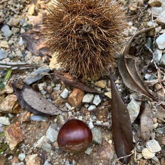 このわんこルートには、🌰が
た〜くさん落ちてました　持って帰りたい😋