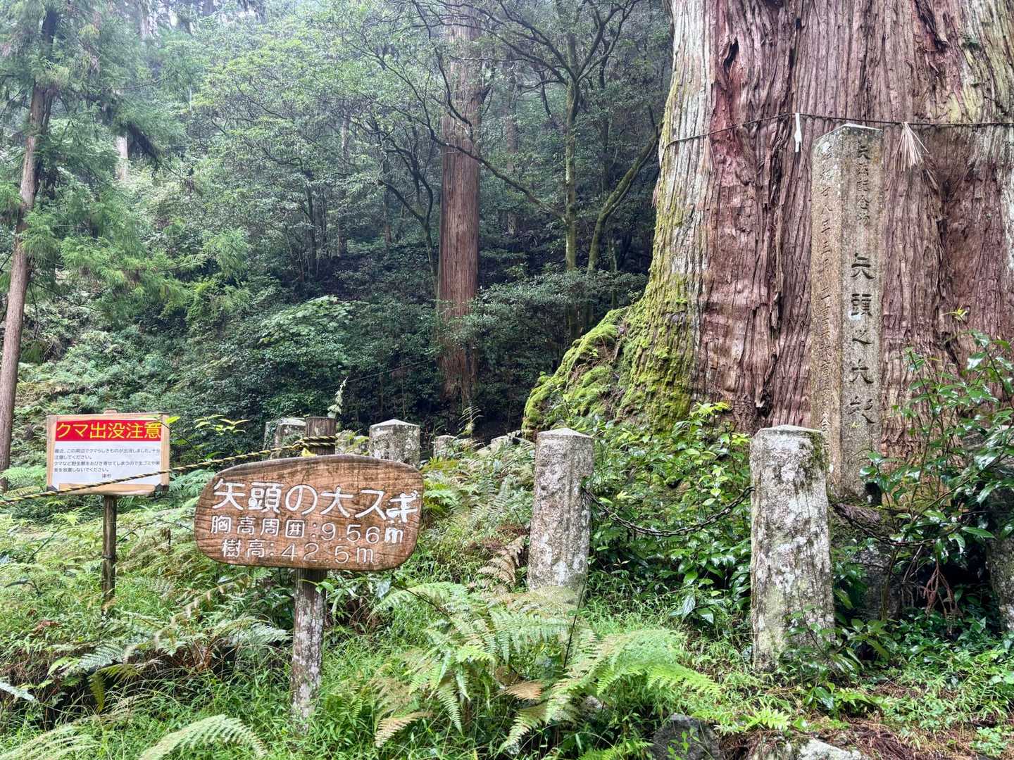 推定樹齢1,300年って。奈良時代だよ。
頑張ってるね。生への執着、あやかりたい。