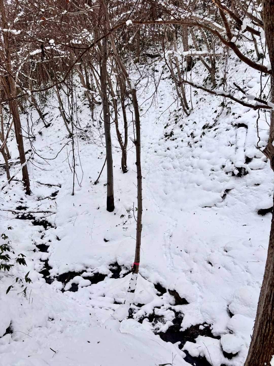 写真ではわかりづらいですが、狭く片側が切れ落ちた道
もっと雪が積もれば道が無くなりそう…
その下に、プチ渡渉あり