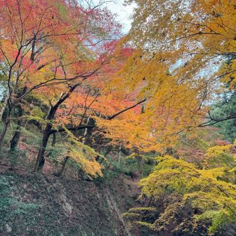 良い色の紅葉🍁
