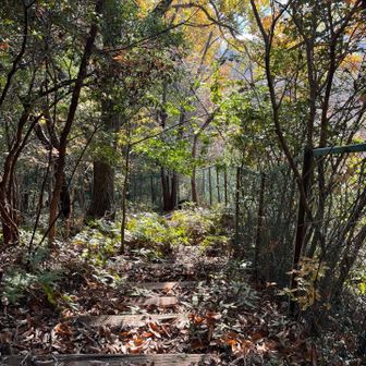 登山道は少し荒れ気味です