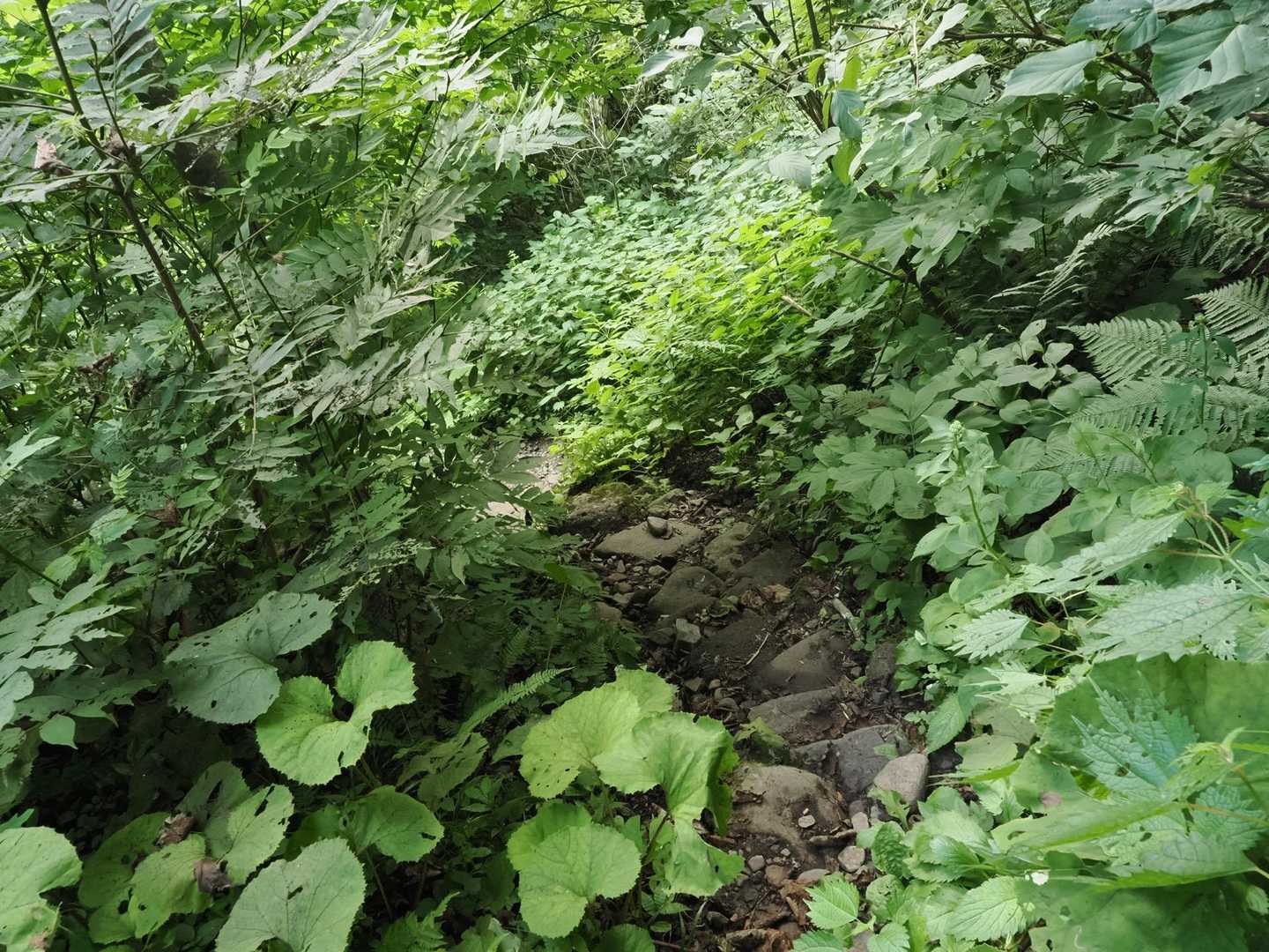 でも登山口過ぎても山道が続くんだよね😂いっそ登山口移せばいいんでない？などと愚痴を吐きつつ、