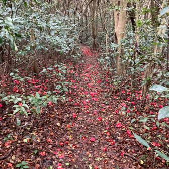 またまた散り椿🌺いっぱい✌️