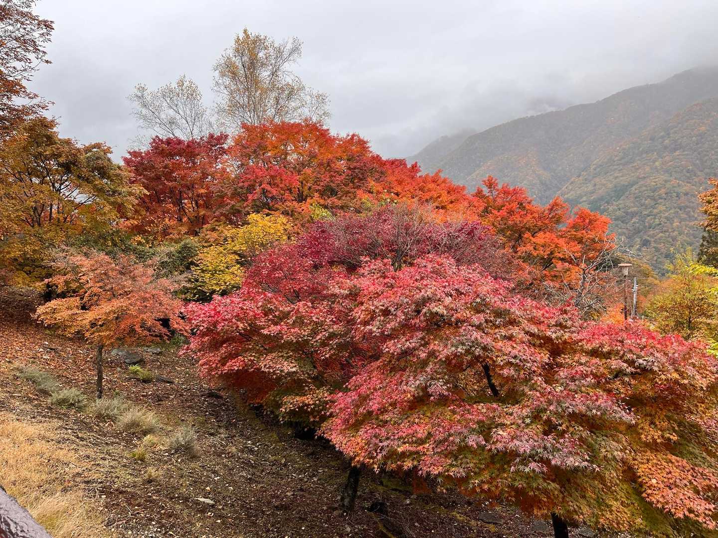 奥宮参道入口（雲取山登山口）-妙法ヶ岳 往復コースの写真