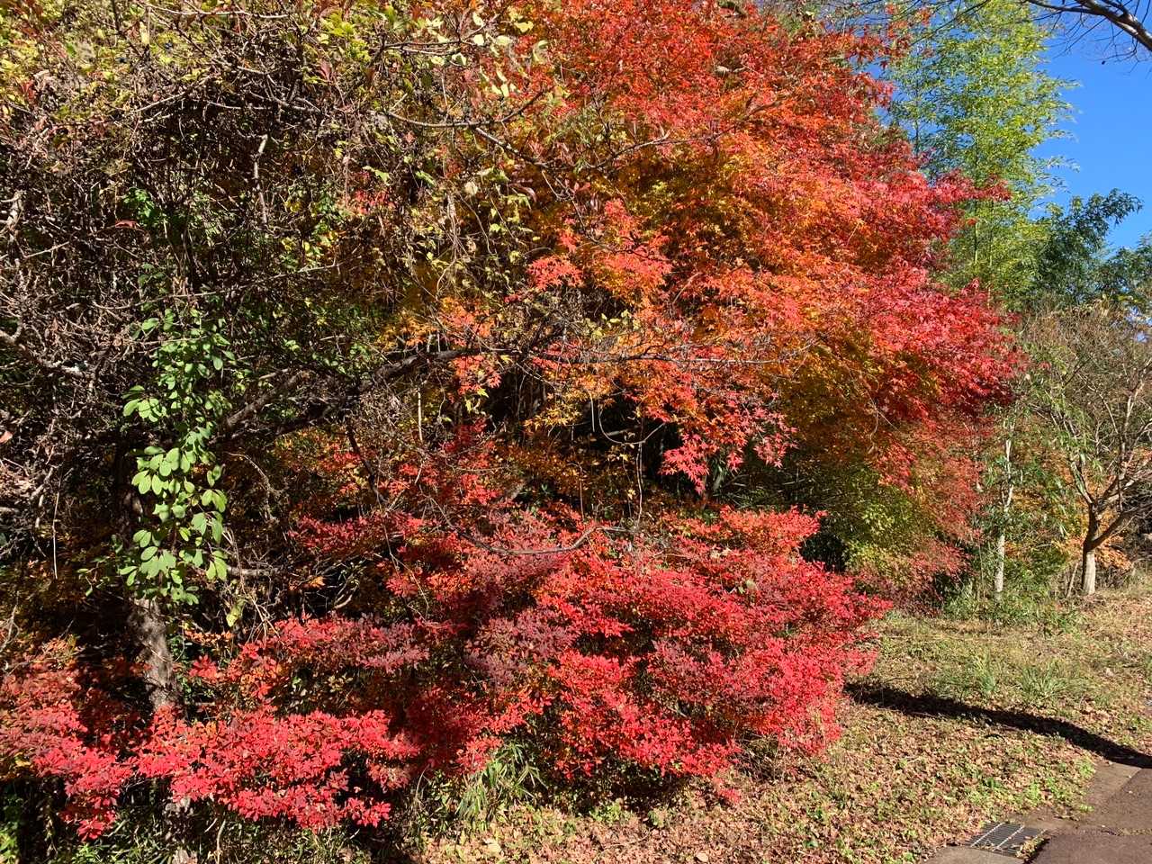 下山するとまだまだ紅葉です🍁