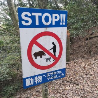 イノシシに餌やる人いるの？