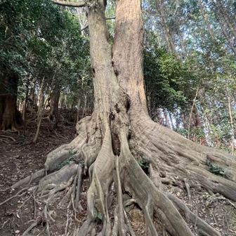 Big tree with enormous roots