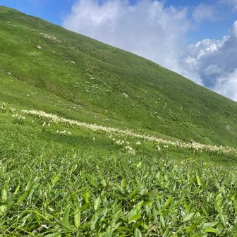 お花畑も