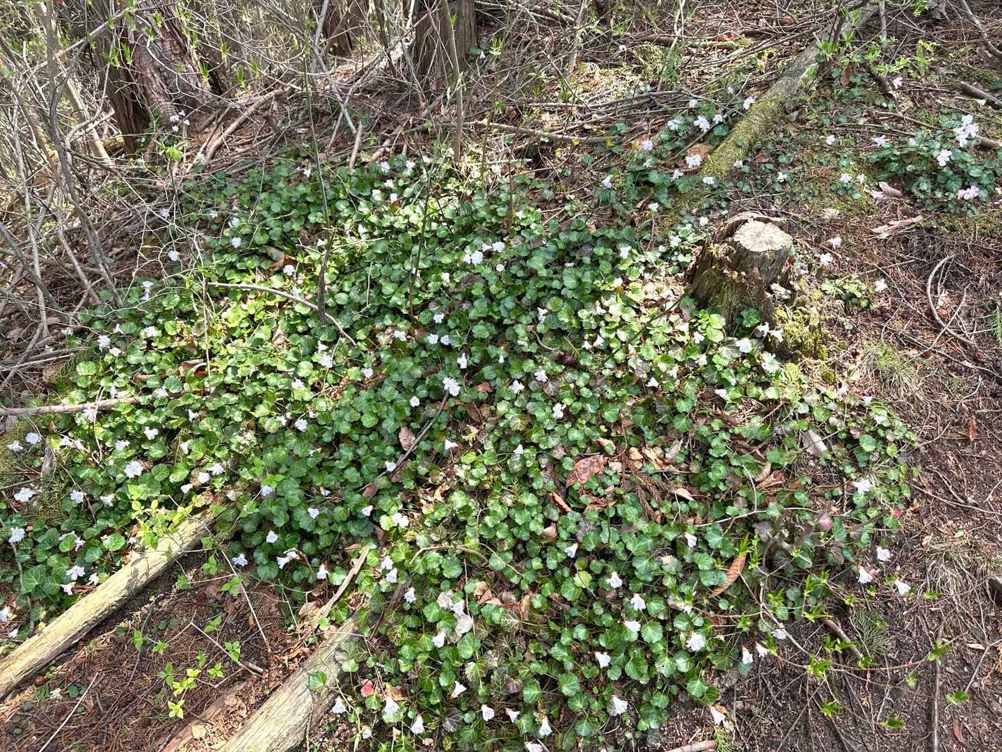 ここにもイワウチワ✨