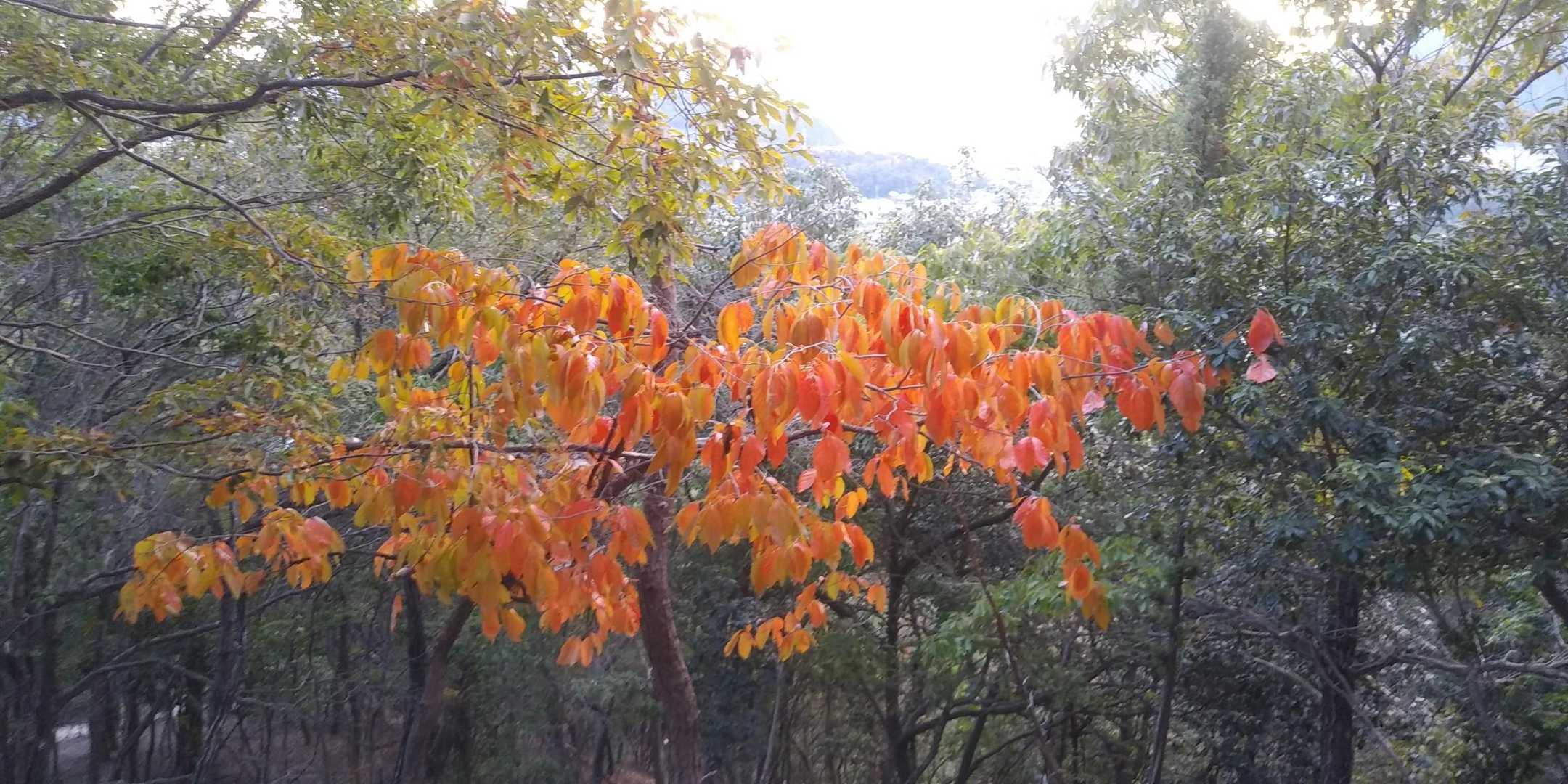 色付いとる🍁