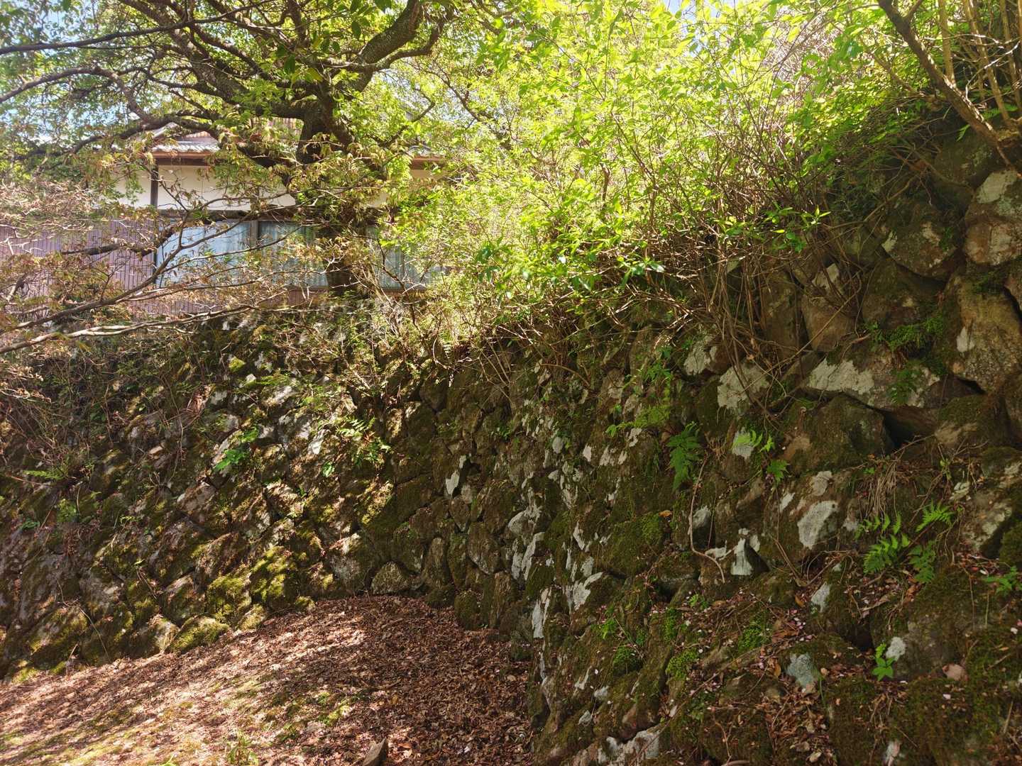 高束山 往復コースの写真