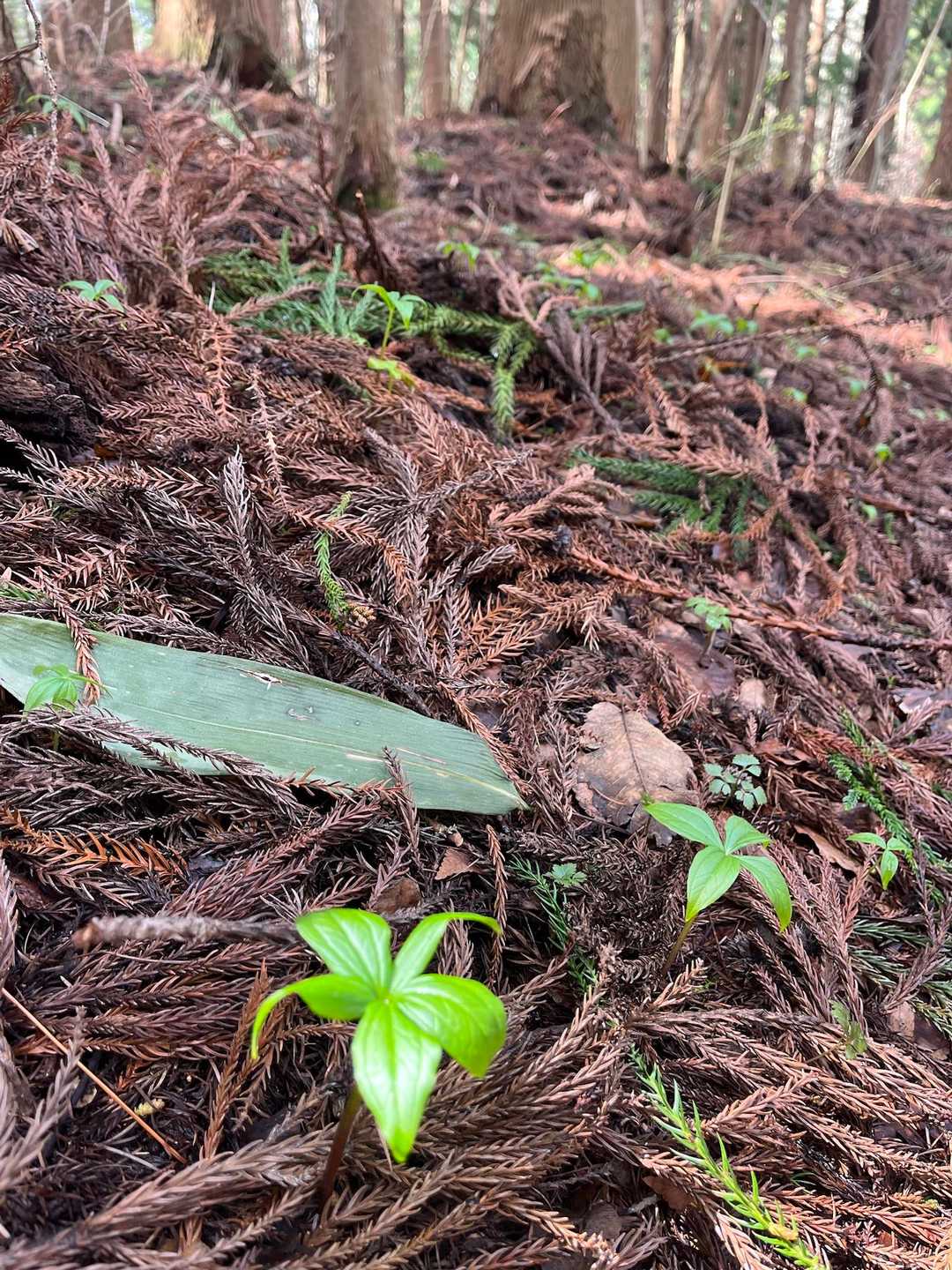 もう少しで色んな所でお花見ができそうです。😊