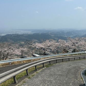 桜が綺麗🌸
車で来て見ている方もたくさん！