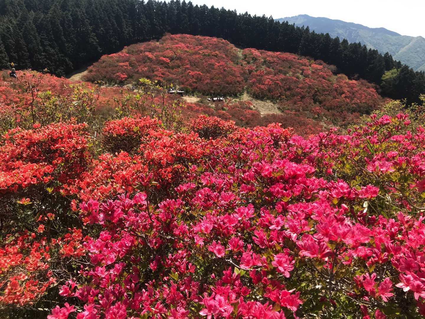 大和葛城山-水越峠 縦走コースの写真