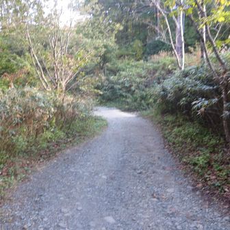 あとは林道を下る。