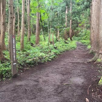 小雨のパラつく中ですが、本日も森林浴と洒落込もう。