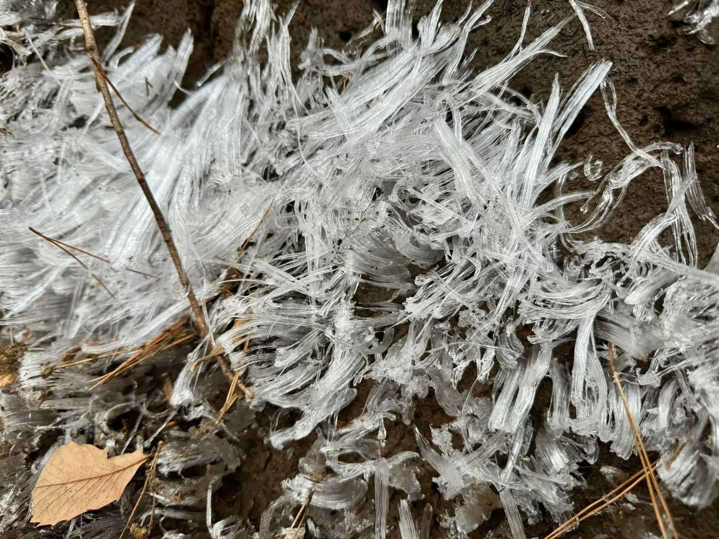 あちこちに霜柱　冷えてる〜❄️