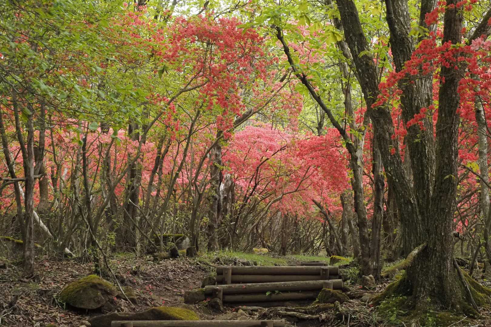 横根山へ向かう道はヤマツツジのトンネル