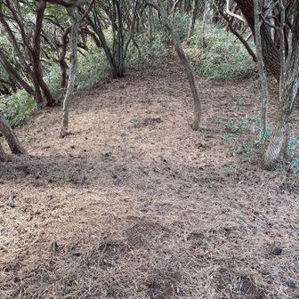 西おたふく山山頂付近　松葉がたくさん
表示見つからず