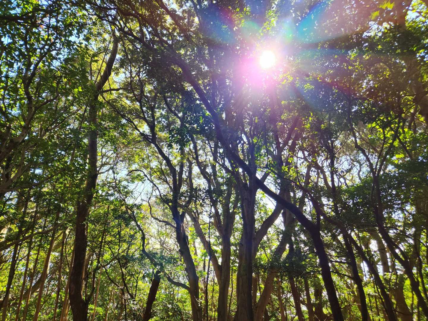 大見山 往復コースの写真
