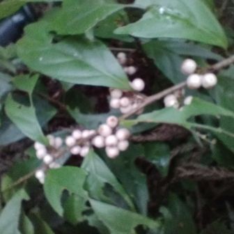 イズセンリョウ