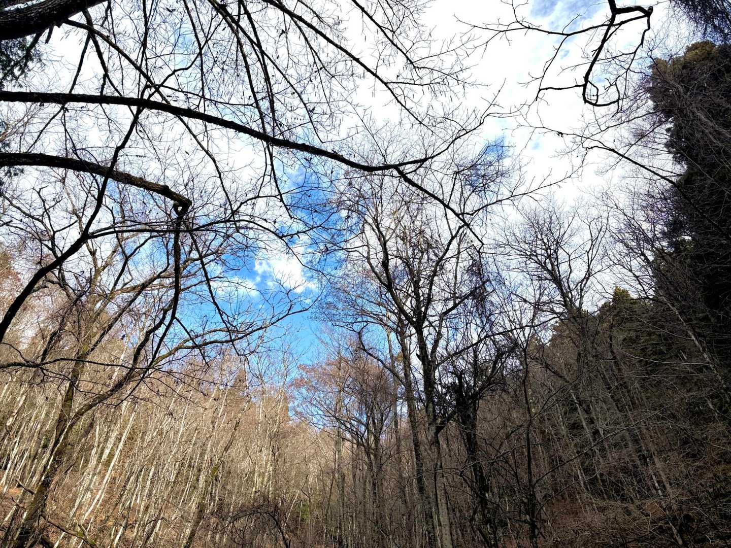 　あっ！青空

　「もしかして
     山頂着いたら
     富士山ドーンって…」

     「えー！
      あまり期待させないで」