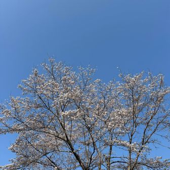 今日は快晴で無風