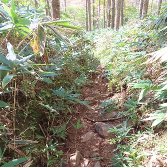 生い茂った笹に挟まれた登山道
熊との遭遇を避けるために、大声を出したり、耳を澄まして周辺の音を確認しながら先に進みました😅