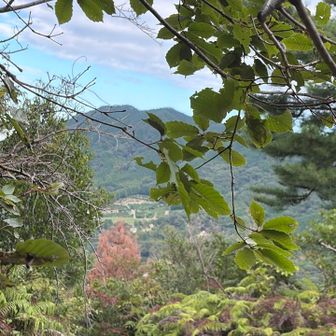 展望台の樹々の合間から覗き見る高祖山⛰️

さて、ここから標高差200 mは落ち葉と脆い土ですべりやすい急登が続きます💦掴まる木がないとほぼ四つ這い😅