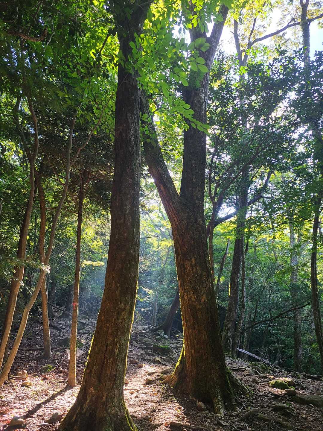鉾岳 往復 | 巨大スラブとパックン岩、奇岩と絶景の激登りの写真