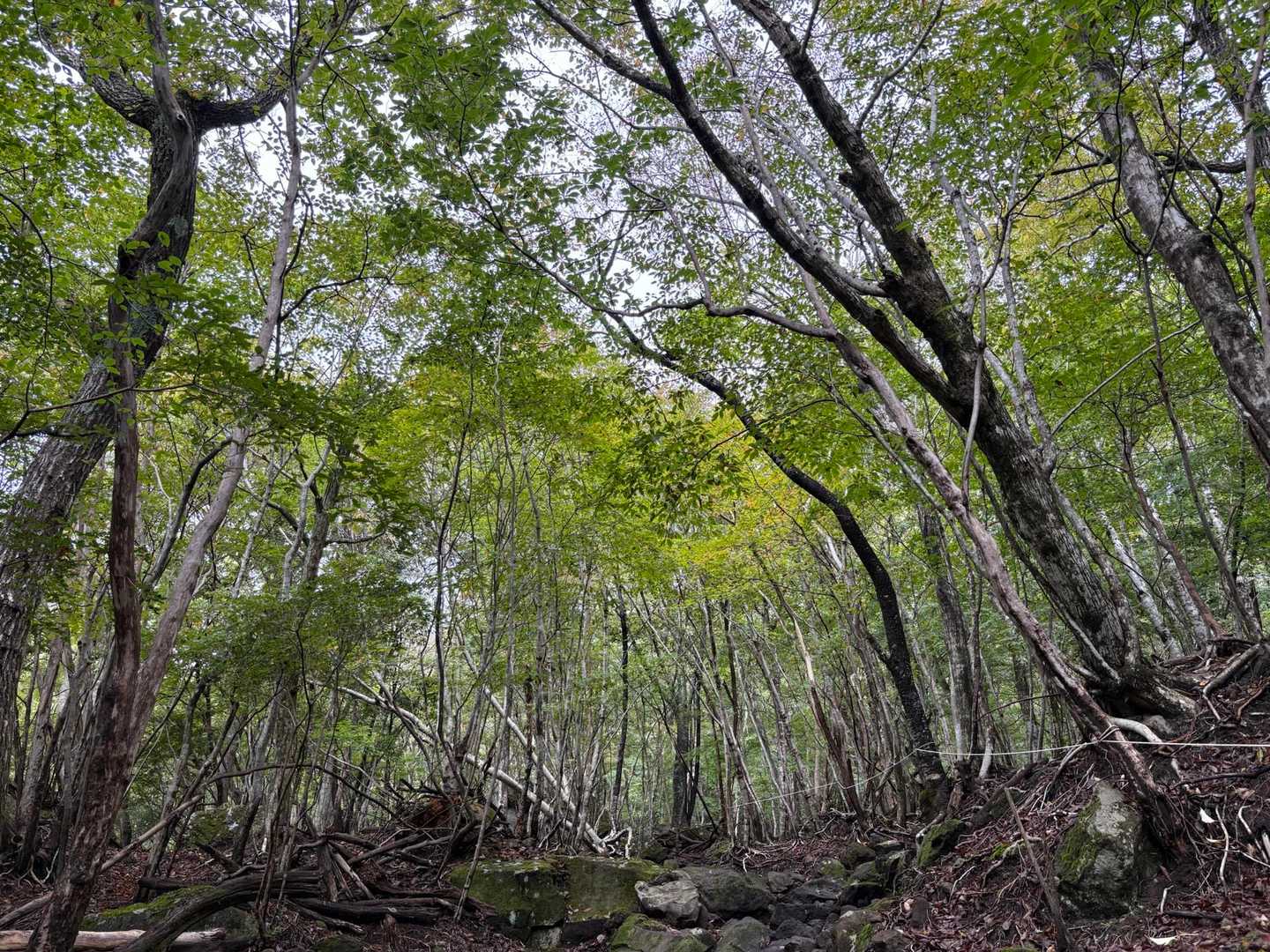 まだまだ緑が優勢🌿