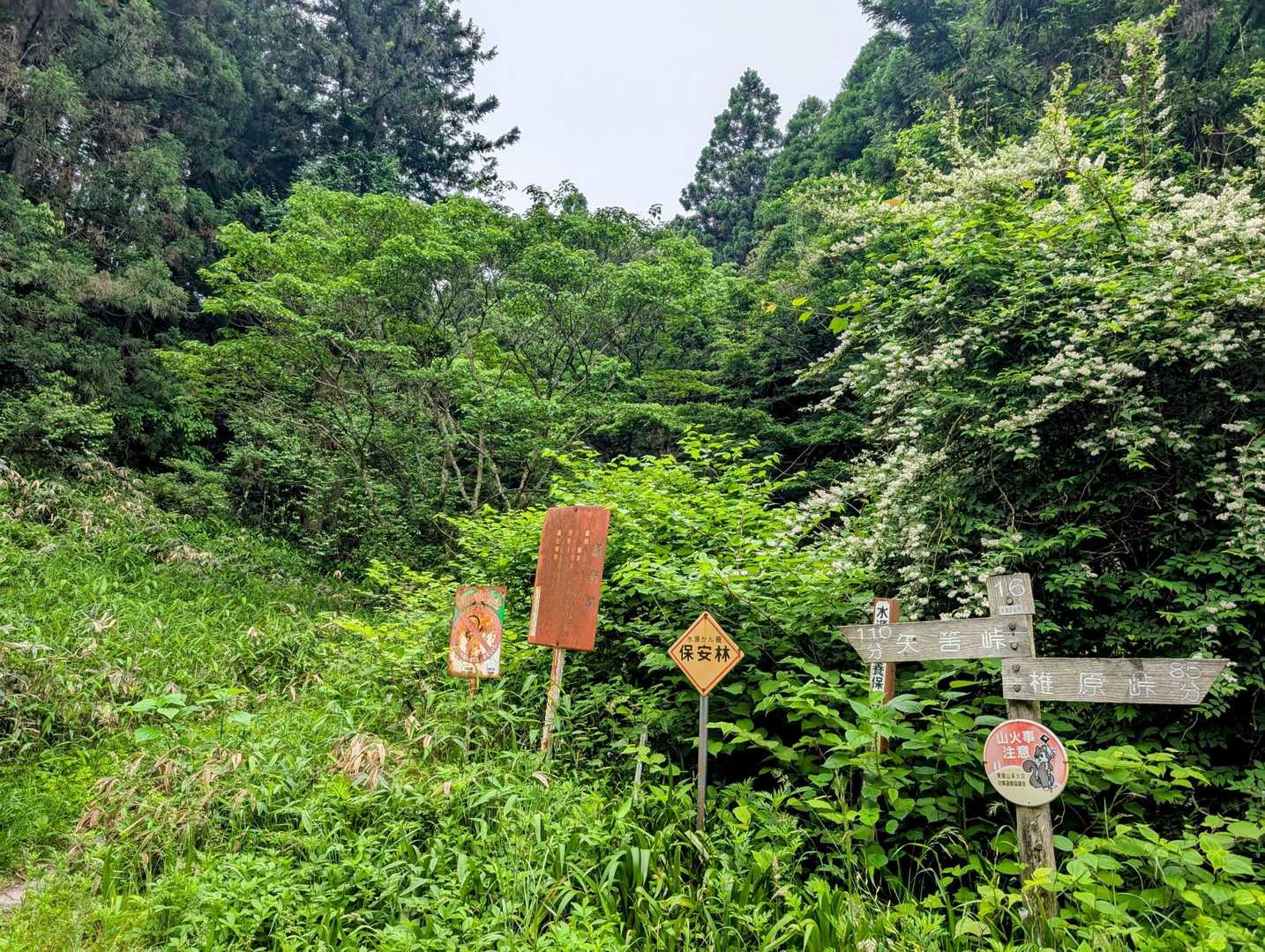 東谷登山口下の工事現場のおじさんが、上に上がっていくように
手振りで示して下さったので🚙💨

やっと、見つけた🅿️の
左横から登ります‼️