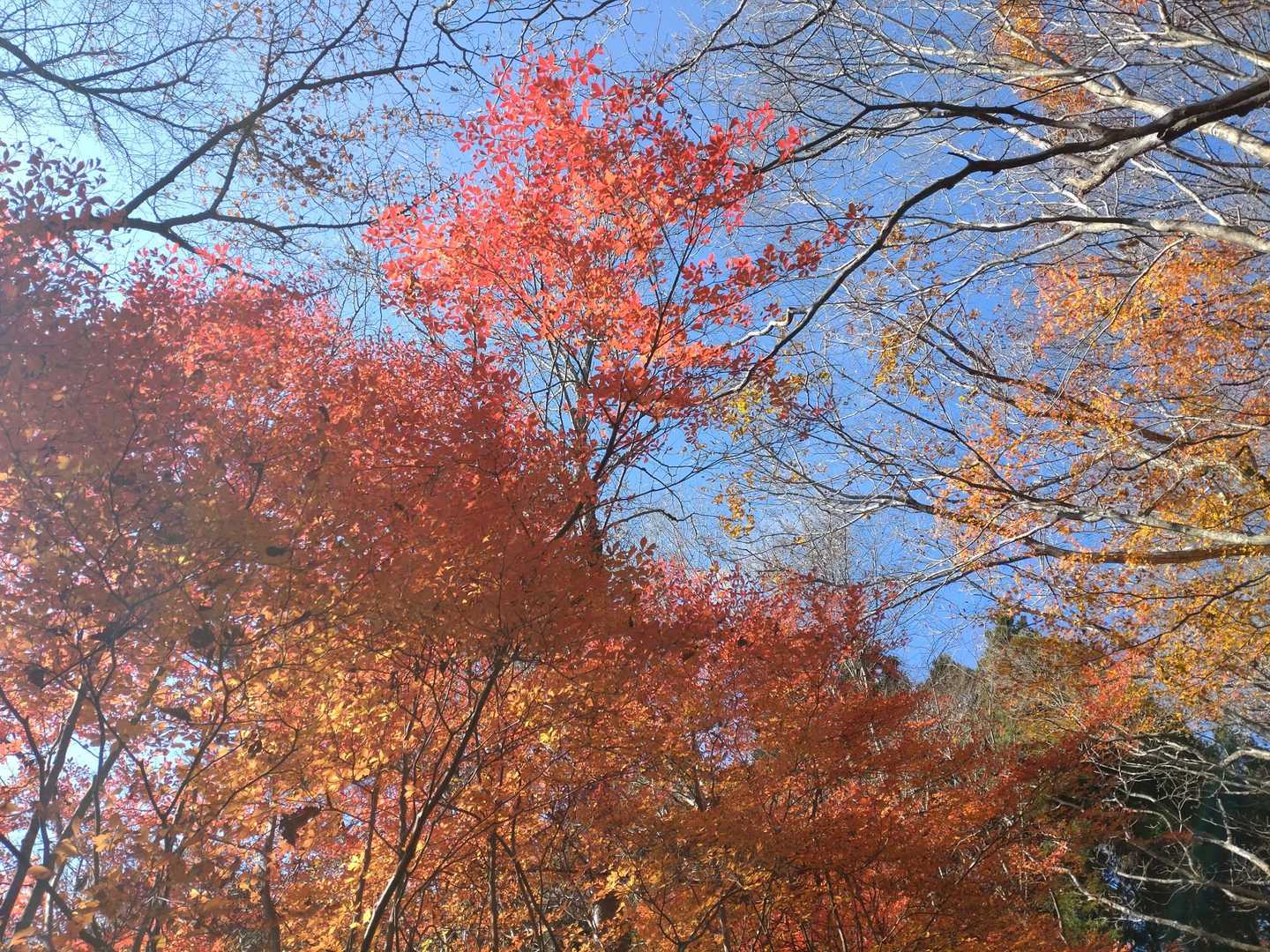 日輪寺-八溝山 往復コースの写真