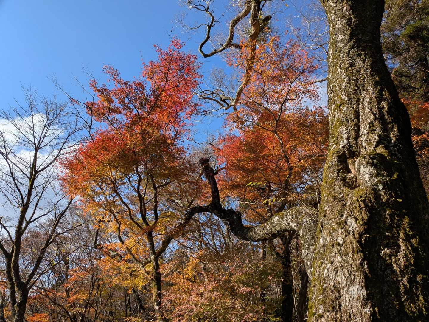 蛤岳 往復コースの写真