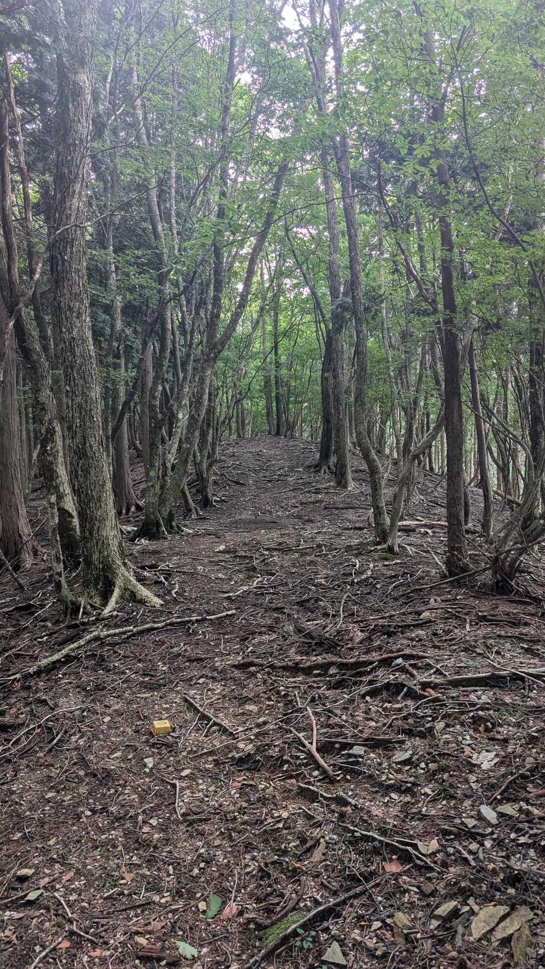 風呂塔-火打山-白滝山 周回コースの写真