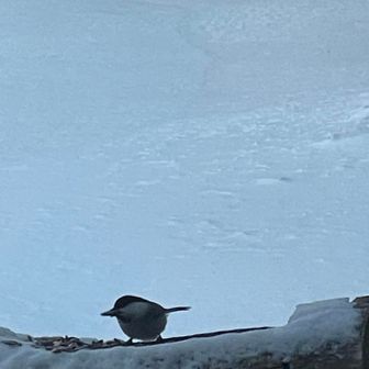 ひまわりの種を食べに来てます