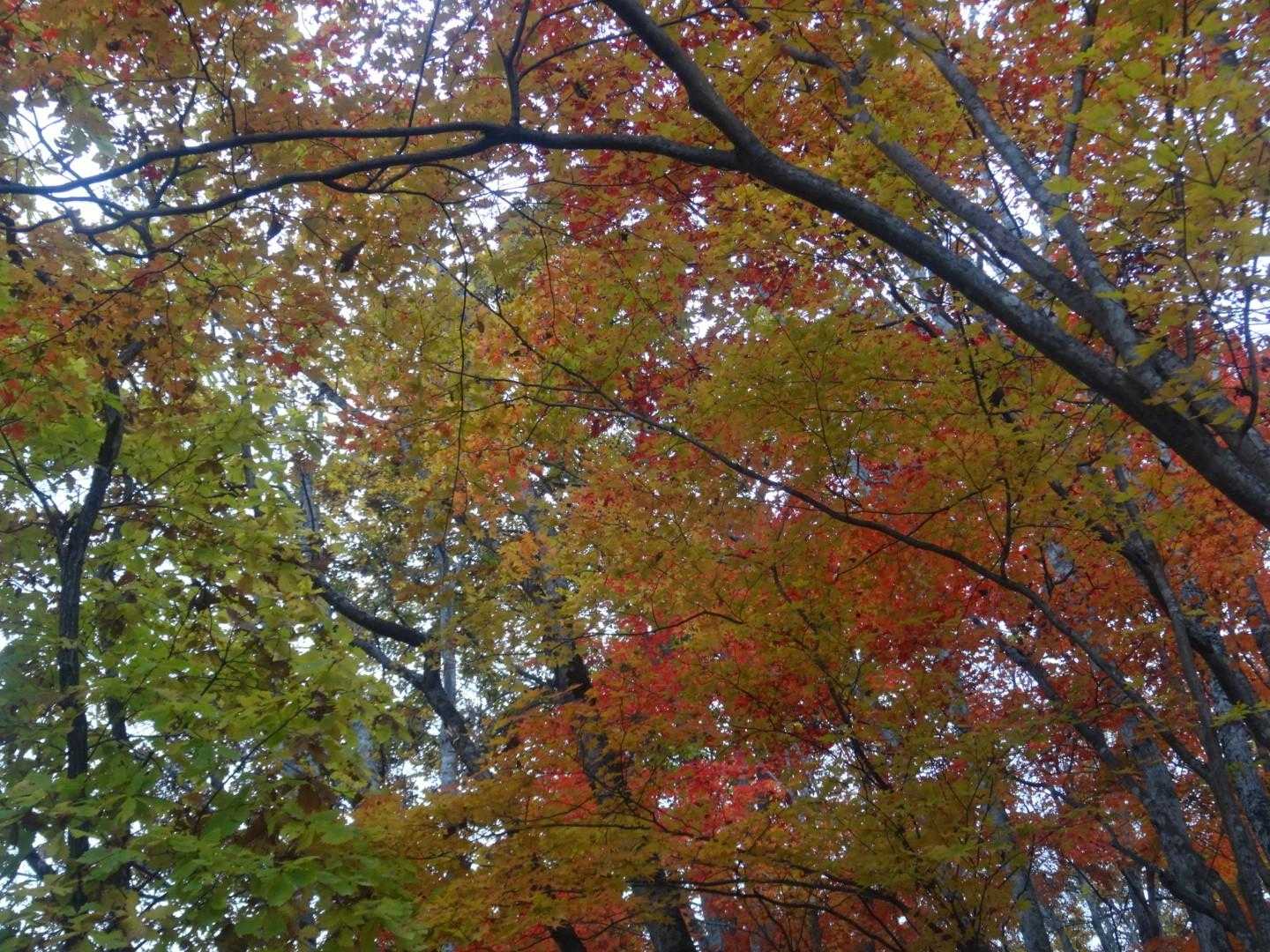 どこ見てもキレイです🍁