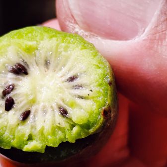 サルナシ　食べられます🐒　日本版キーウィ　お二人は食べましたが私は食べません　以前口が痺れた事があったので…