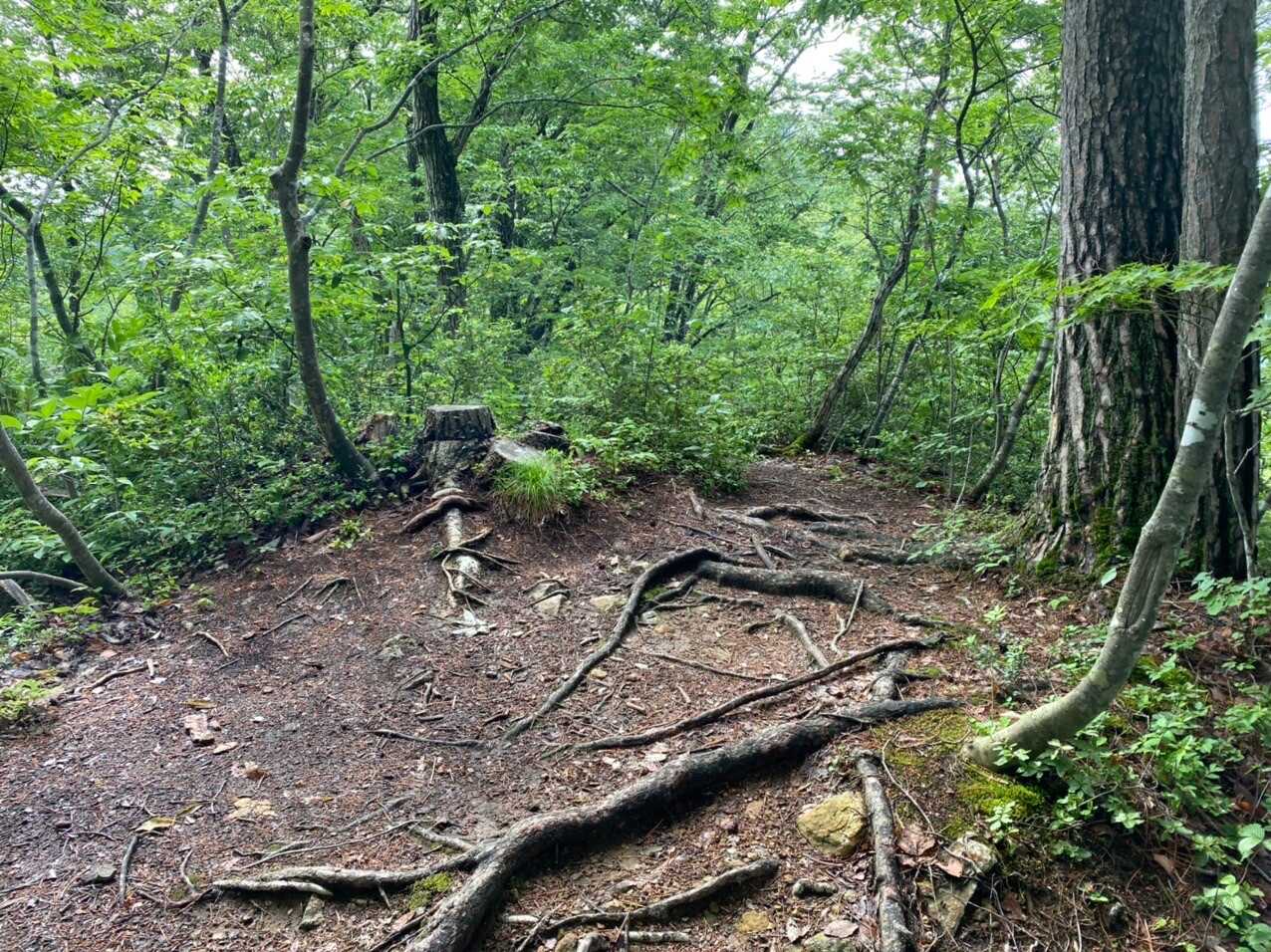 曲森山の写真
