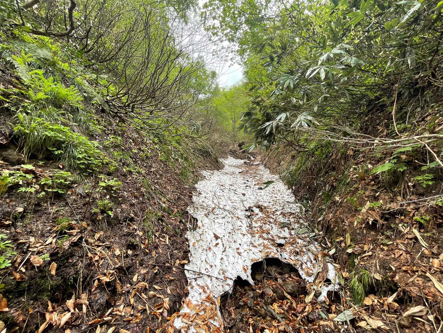 沢の雪もだいぶ減りましたね
夏道を登ります