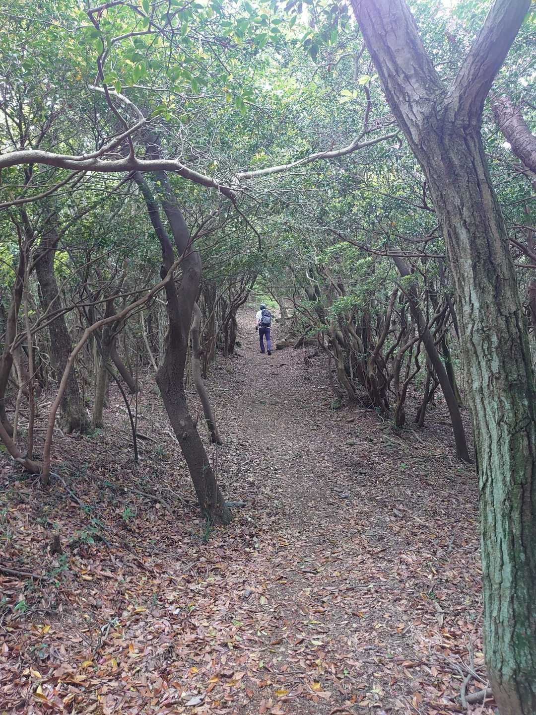 大平山 往復コースの写真
