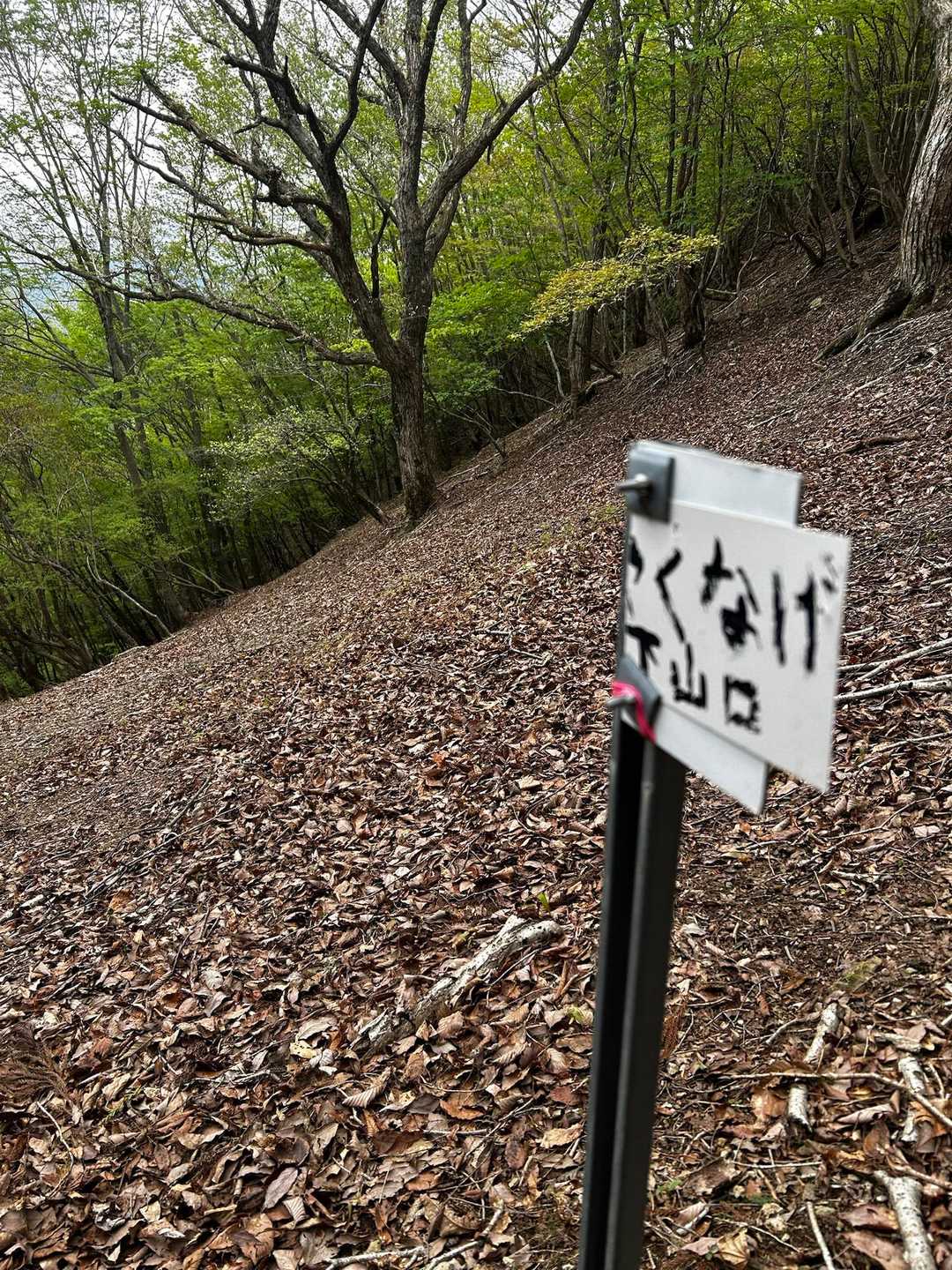 下山はシャクナゲコースから