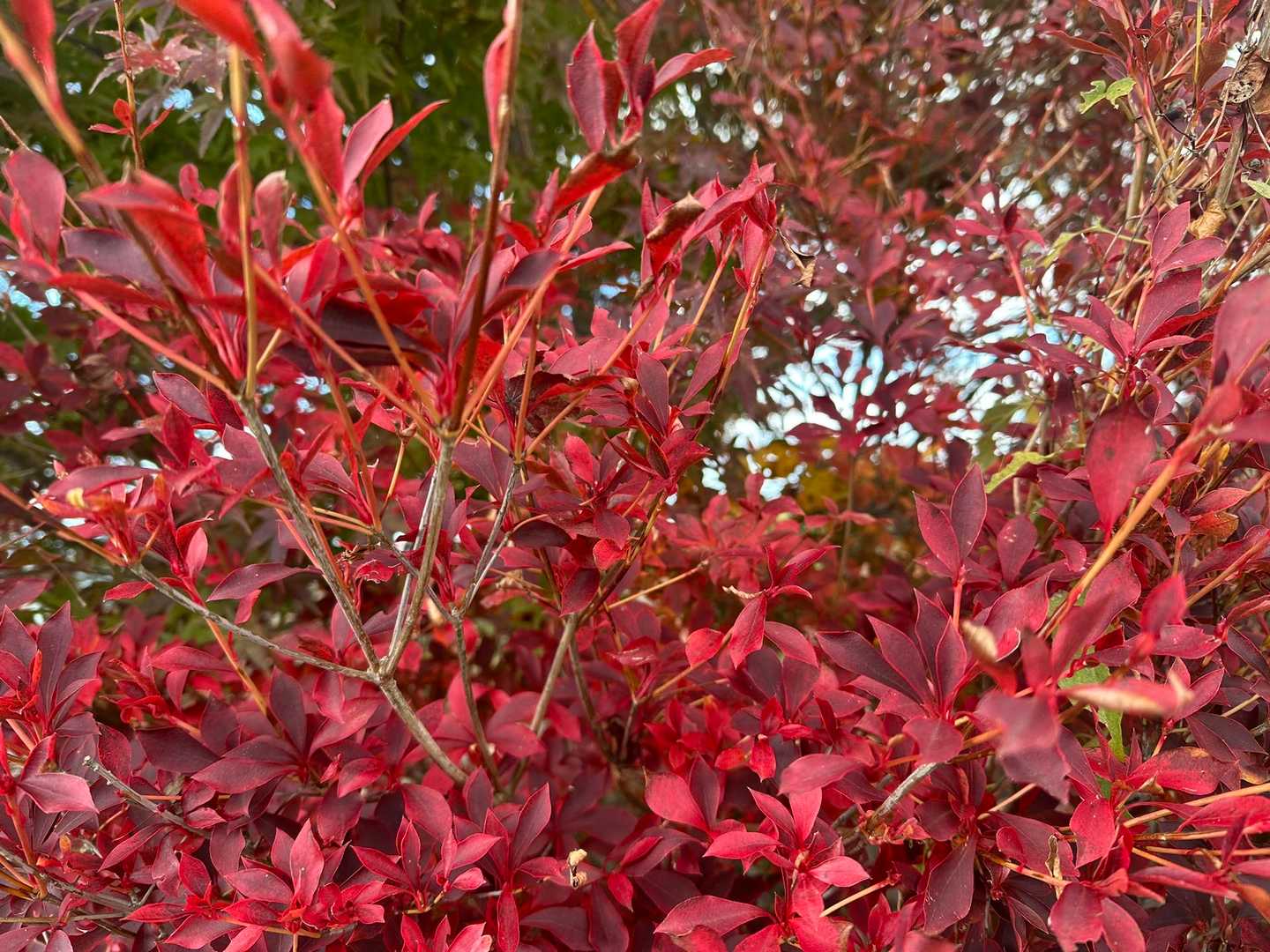 綺麗な赤やなぁ😁